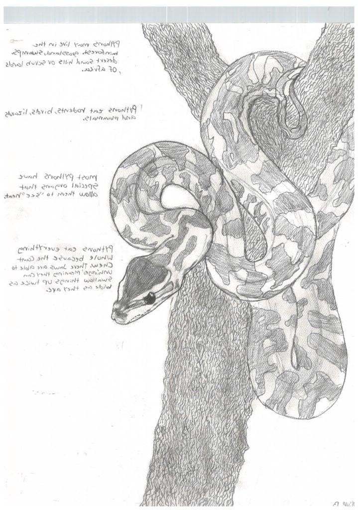 橄榄花，七年级，“蟒蛇”，绘画